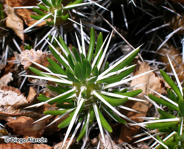 مایونیا پوپیجی